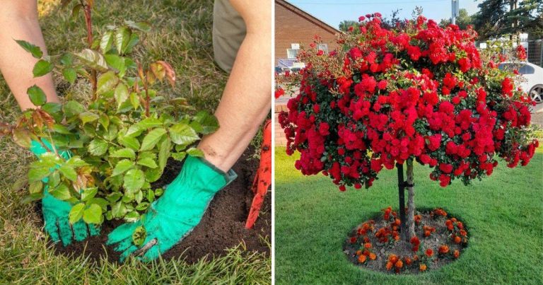 How To Plant A Rose Tree And Make It Thrive