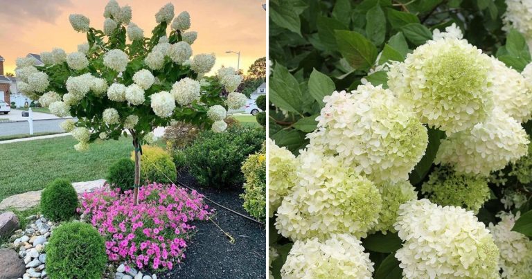 How To Grow Hydrangeas Tree And Make Them Bloom More