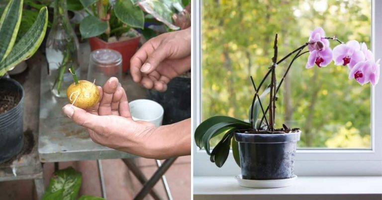 How To Grow Orchids In Potatoes With Minimal Effort