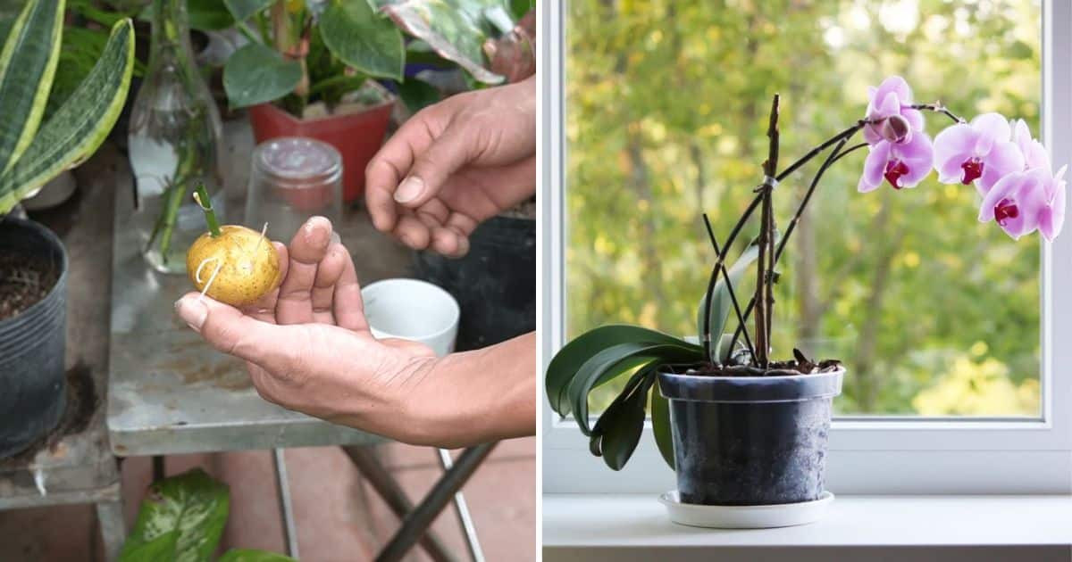 How To Grow Orchids In Potatoes With Minimal Effort