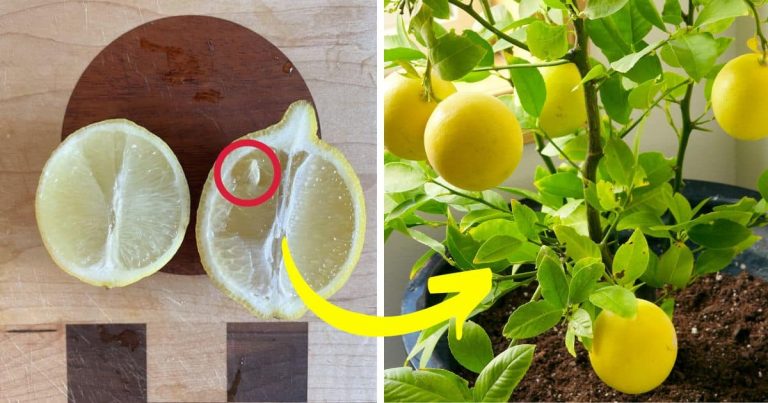 5 Steps To Grow A Lemon Seed Into A Fruitful Tree