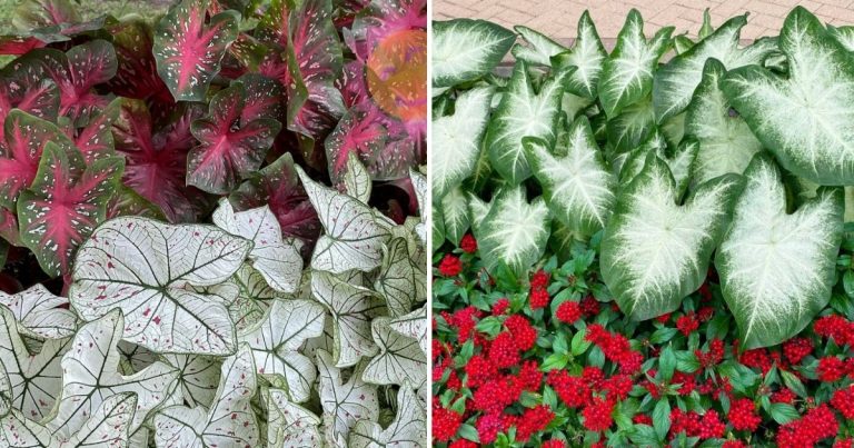 Discover The Joy Of Growing Caladiums With Expert Tips and Tricks