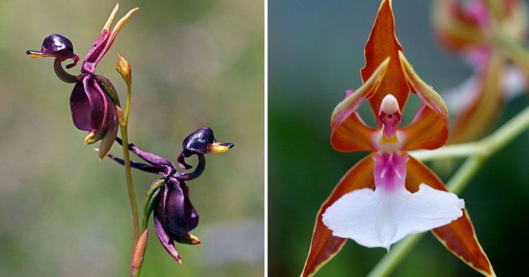 14 Breathtaking Flowers That Bear Great Resemblance To Birds