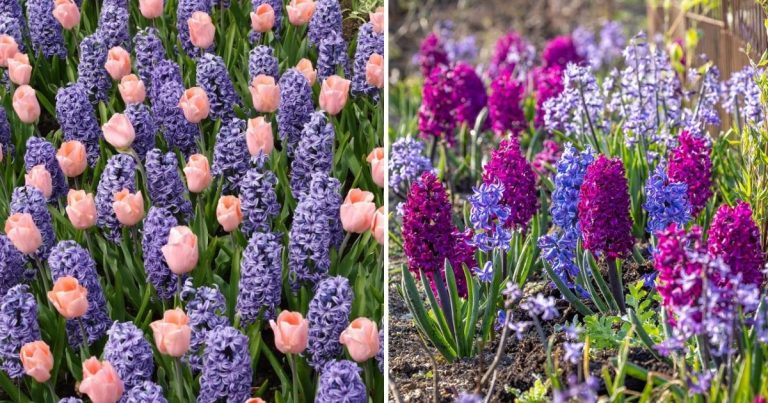 The Secrets Of Successful Hyacinth Cultivation From Bulbs