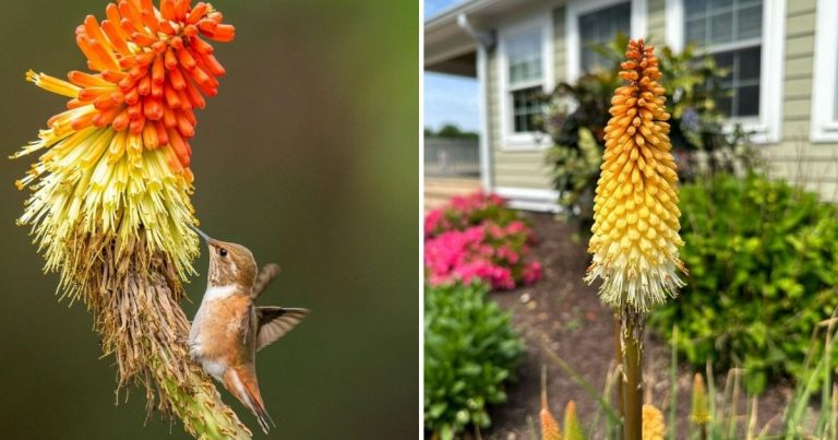 Growing Pyromania Red Hot Poker From Seeds To Blooms