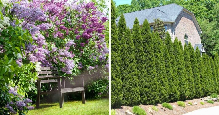 12 Best Shrubs To Create Private Fences