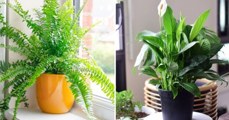 10 Houseplants That Oxygenate And Purify Your Home