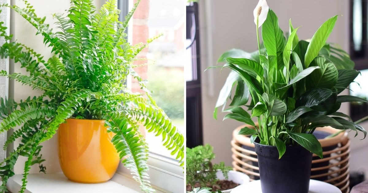 10 Houseplants That Oxygenate And Purify Your Home