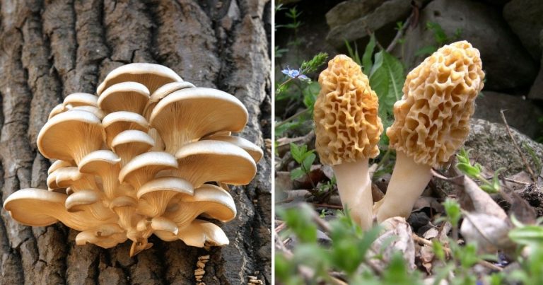 12 Delectable Edible Mushrooms For Your Indoor Garden
