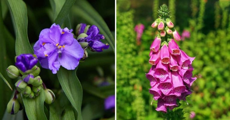 15 Captivating Flowers In Shades Of Pink And Lilac To Beautify Your Garden
