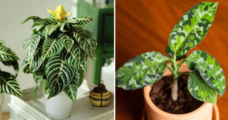 15 Unique Zebra Print Indoor Plants For Plant Lovers