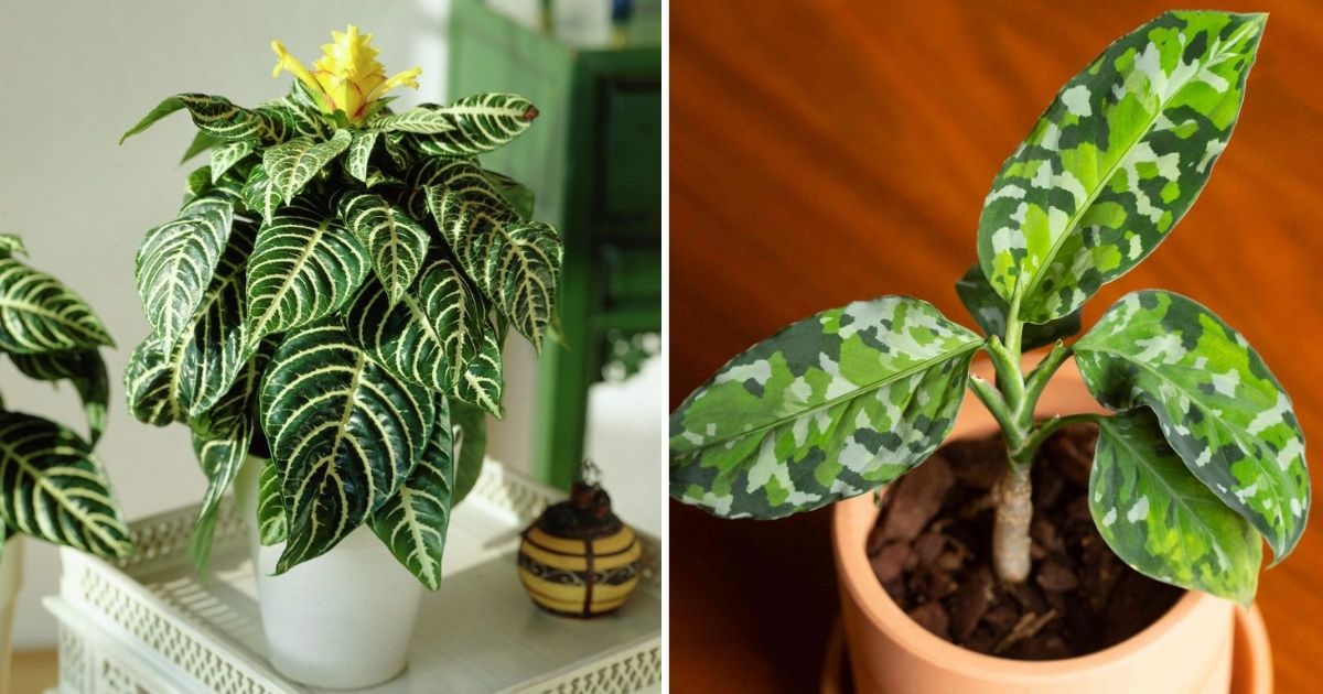 15 Unique Zebra Print Indoor Plants For Plant Lovers
