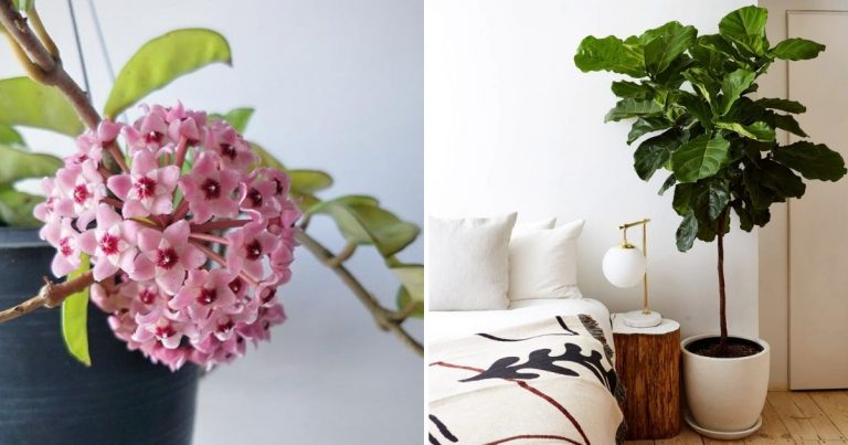 15 Stylish Houseplants To Elevate A Girl’s Room