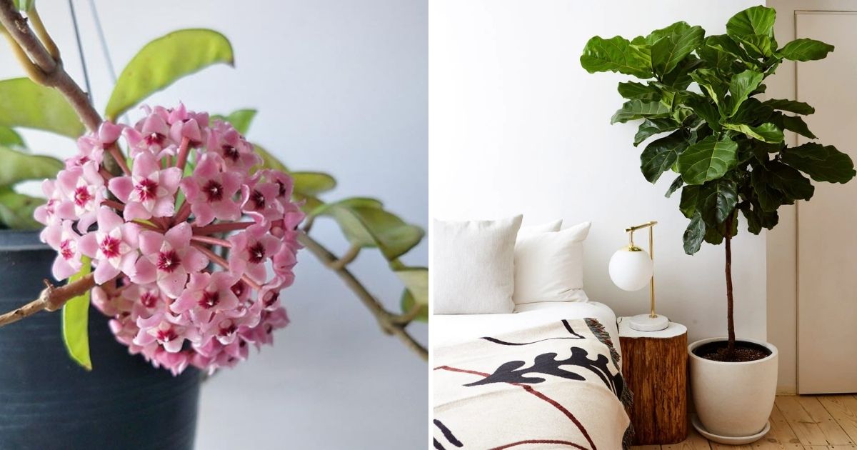 15 Stylish Houseplants To Elevate A Girl’s Room
