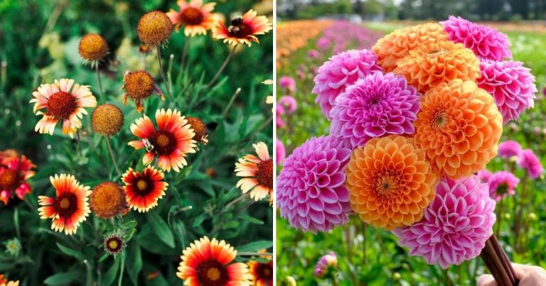 15 Stunningly Colorful Flowers To Brighten Your Summer Days