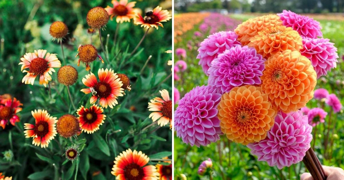 15 Stunningly Colorful Flowers To Brighten Your Summer Days