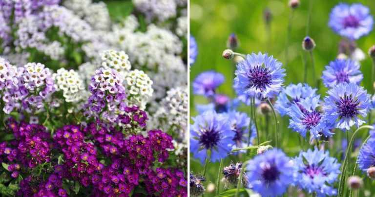 20 Annual Flowers That Keep Blooming All Summer