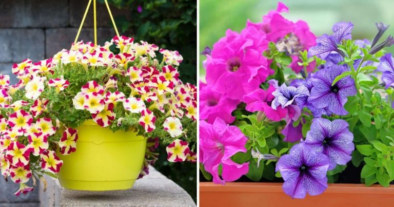 Unlocking The Secrets Of Successful Planting And Care Petunias This Spring