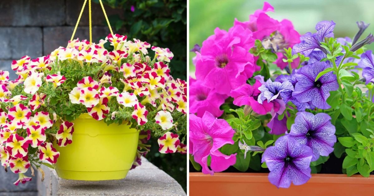 Unlocking The Secrets Of Successful Planting And Care Petunias This Spring