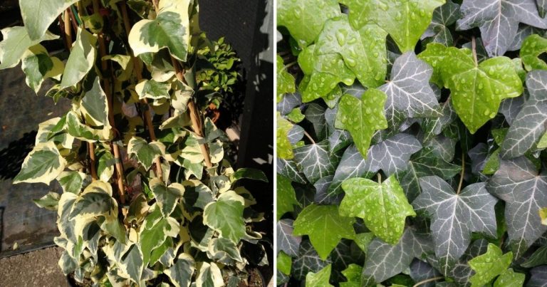 ＡComprehensive Collection Of 15 Ivy Plant Varieties