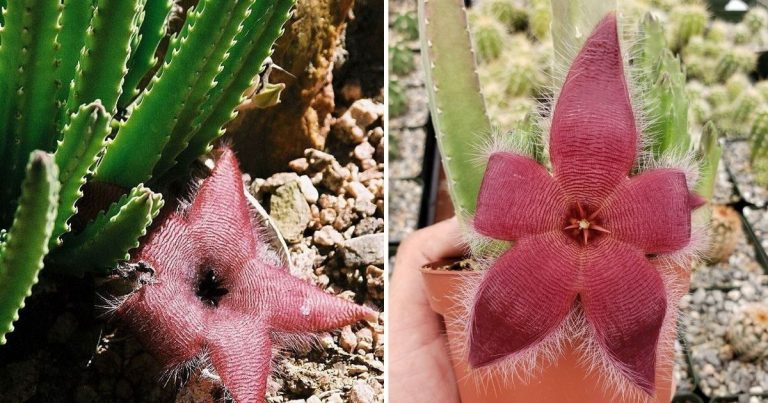 Tips And Tricks For Growing Incredible Starfish Flowers At Your Fingertips