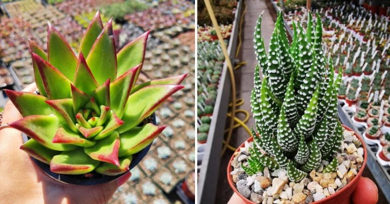 15 Spectacular Green Succulents That Showcase Nature’s Sublime Beauty