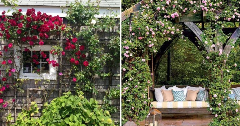A Symphony Of Climbing Roses With 23 Captivating Images
