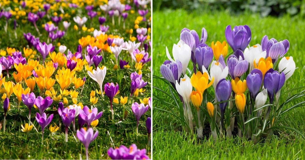 Unveil The Delicate Beauty Of Colorful Crocuses Through Proven Cultivation Methods
