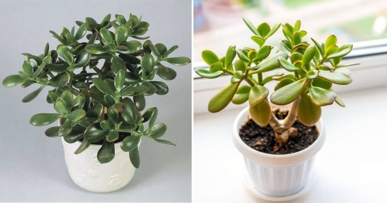 The Art Of Pruning: Cultivating A Big And Bushy Jade Plant