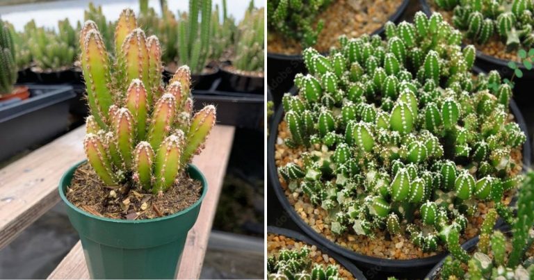 A Beginner’s Handbook: How To Successfully Grow And Care For A Fairy Castle Cactus