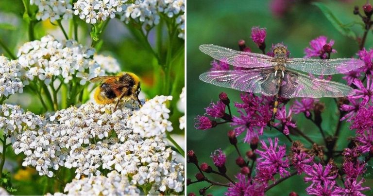 One Dragonfly Can Consume 100s Of Mosquitoes Per Day: Here Are 15 Plants That Act As A Magnet To Dragonflies