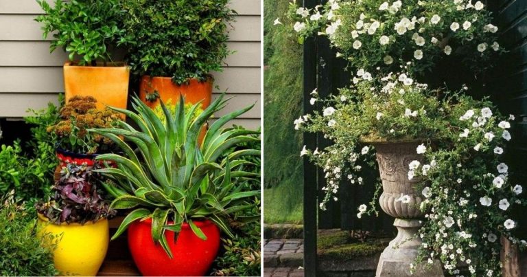 30 Container Gardening Ideas For Stunning Displays