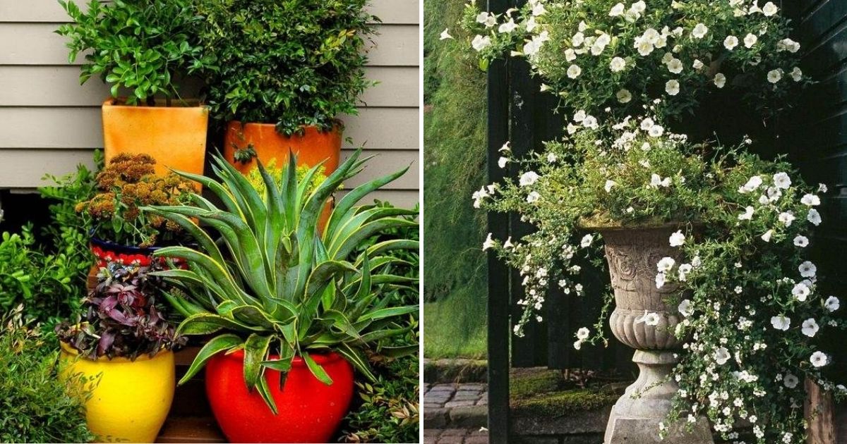 30 Container Gardening Ideas For Stunning Displays