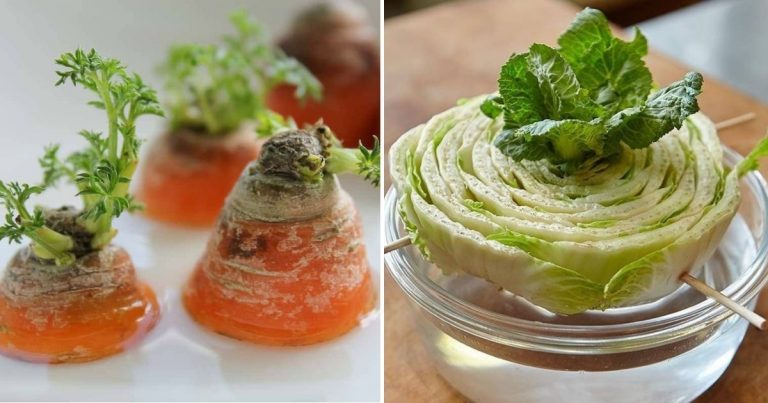 Do Not Toss It, Grow It: 15 Vegetables To Regrow From Kitchen Scraps