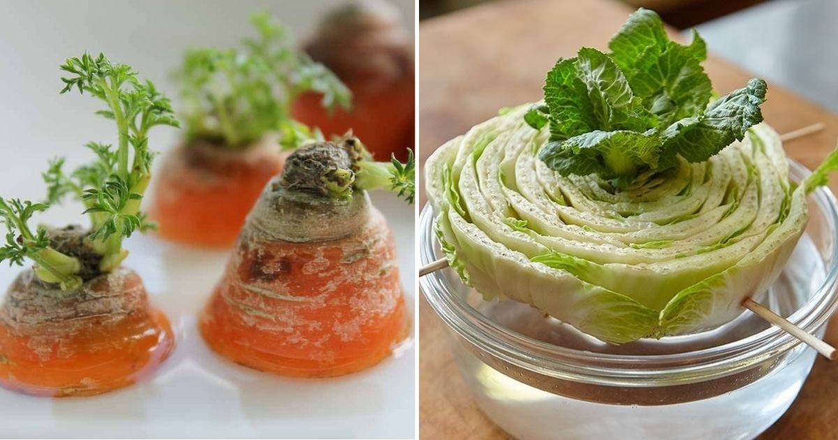 Do Not Toss It, Grow It: 15 Vegetables To Regrow From Kitchen Scraps