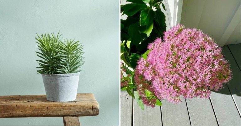 22 Most Popular Sedums That Thrive As Houseplants