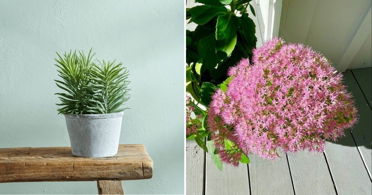 22 Most Popular Sedums That Thrive As Houseplants