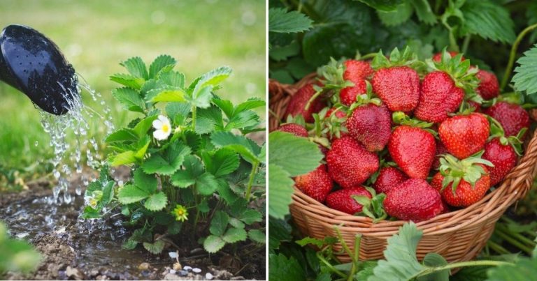 How To Grow A Fruitful Strawberry Harvest: A Complete Guide for Beginners