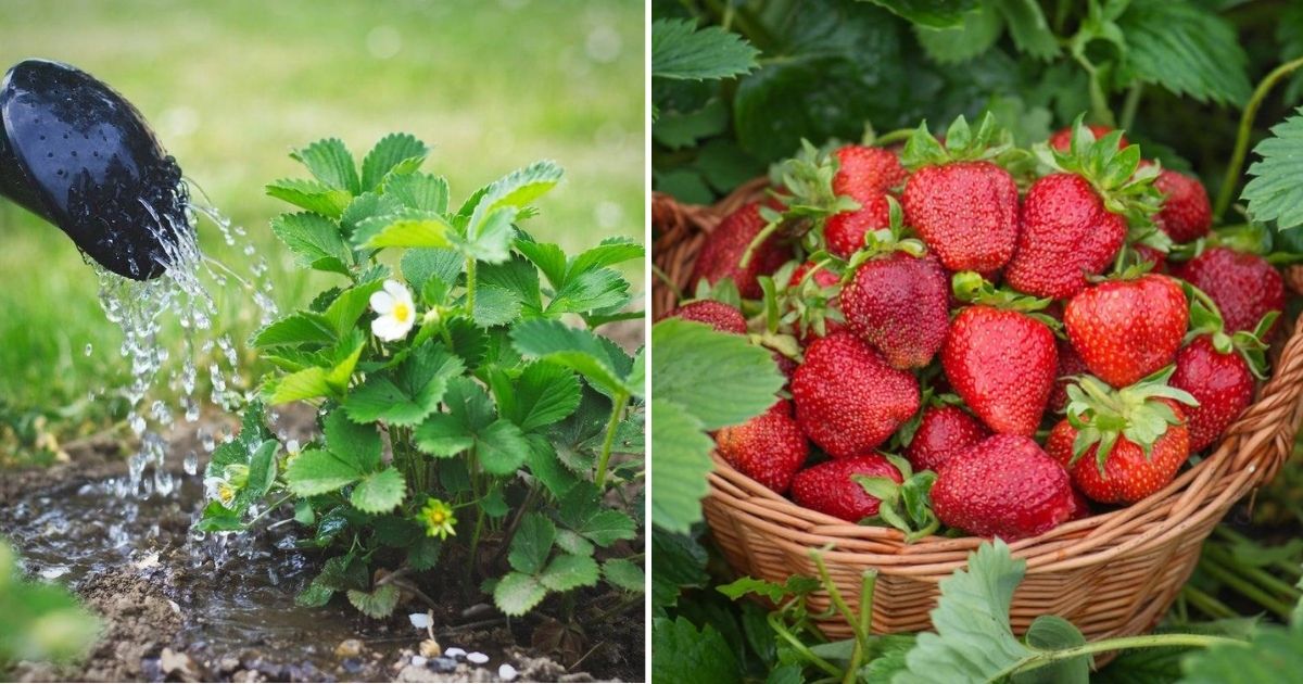 How To Grow A Fruitful Strawberry Harvest: A Complete Guide for Beginners
