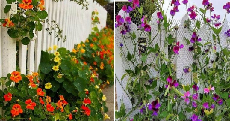 33 Garden Fence Ideas Adorned With Stunning Flowers