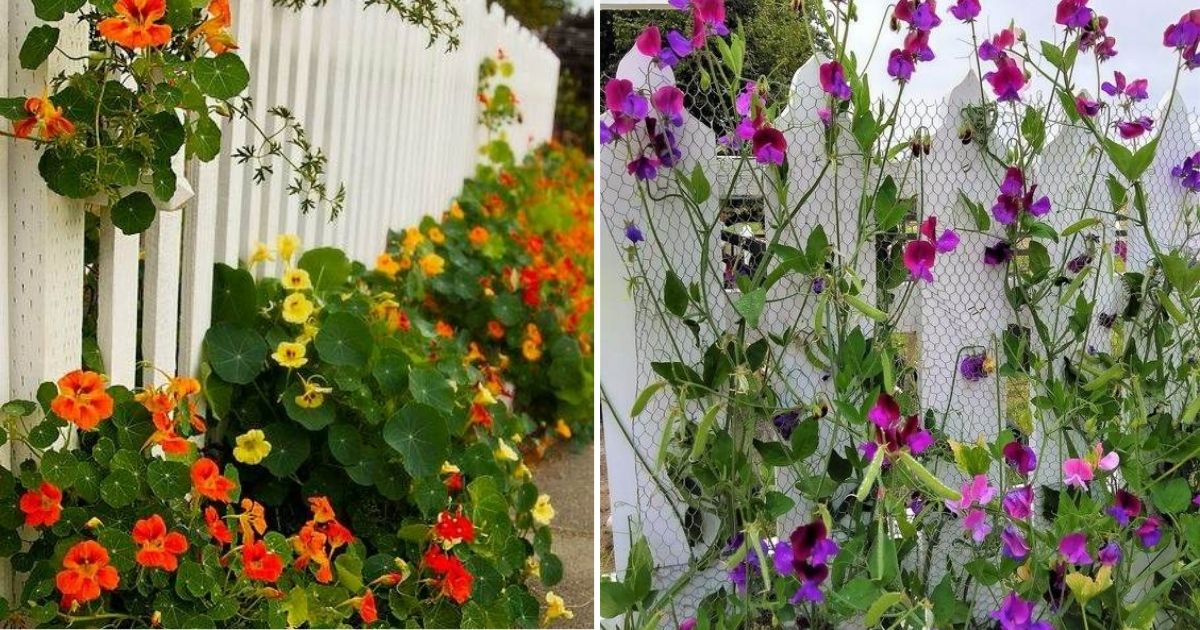 33 Garden Fence Ideas Adorned With Stunning Flowers