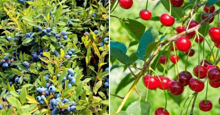 16 Perennial Fruit Trees That Will Keep Your Garden Bountiful Year After Year