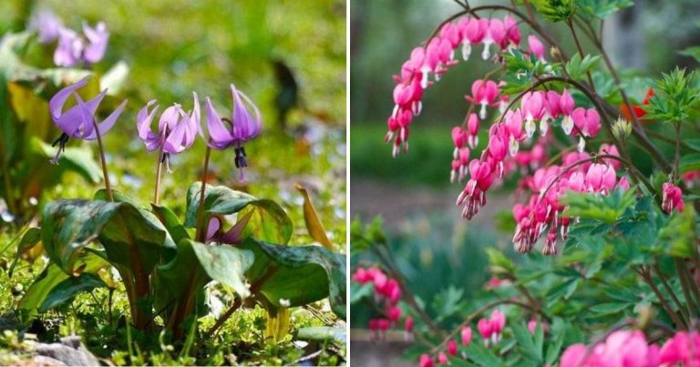 17 Love-Shading Flowers That Don’t Need Sunlight To Bloom