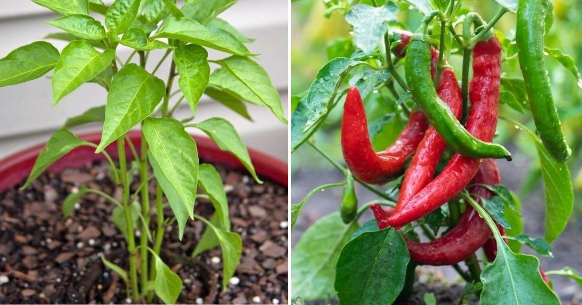 6 Amazing Secrets To Grow Peppers Faster, Bigger, And Better