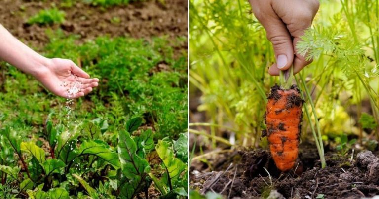 9 Easy Steps To Harvest Fresh And Crunchy Carrots From A Bag