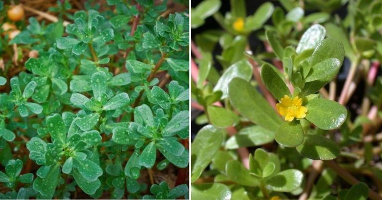 8 Secret Powers Of Purslane: Why You Should Keep This Plant In Your Garden