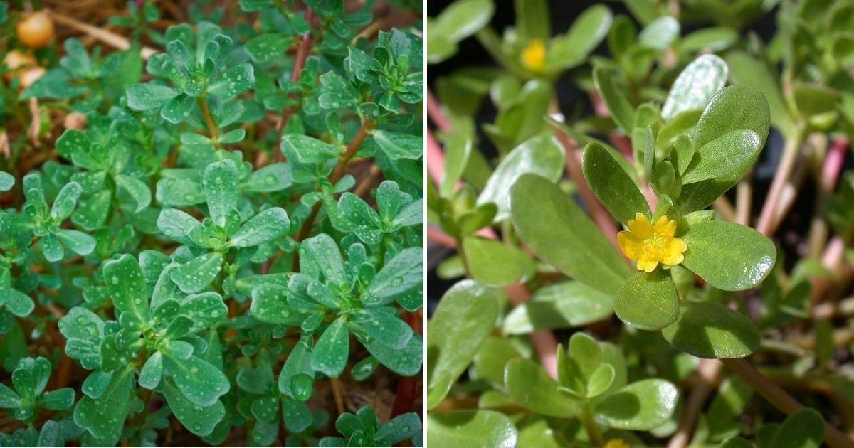 8 Secret Powers Of Purslane: Why You Should Keep This Plant In Your Garden