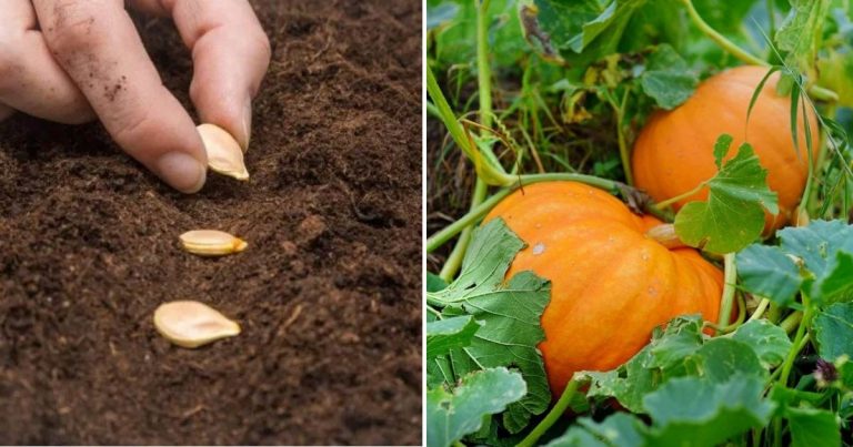 5 Hidden Secrets To Grow Perfect Pumpkins In Your Garden