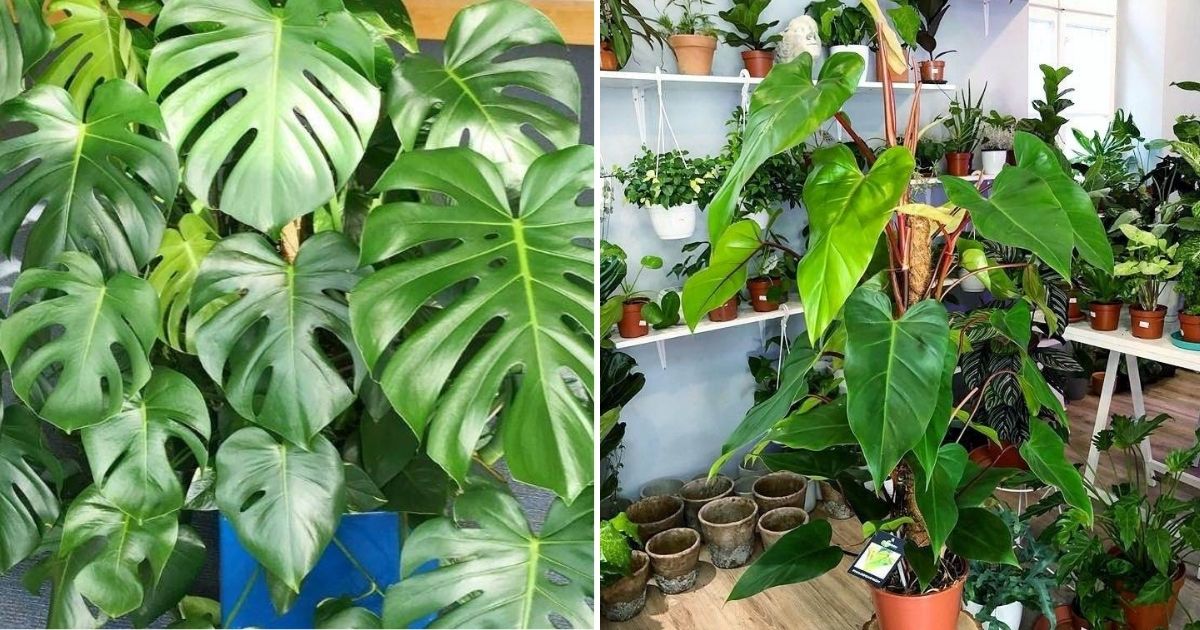 16 Houseplants With Large Leaves That Will Bring The Jungle Into Your Home