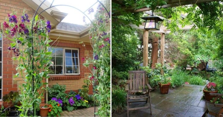 30 Inspiring Ideas To Create A Colorful And Fragrant Pergola